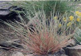 Corynephorus canescens